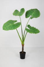 Alocasia 180cm